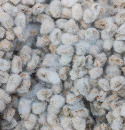Proper storage and handling of cotton seeds to prevent quality loss
